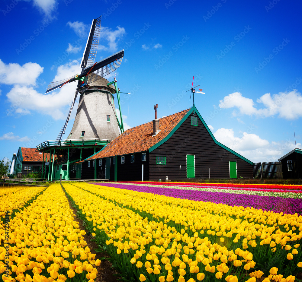 dutch windmill over tulips field