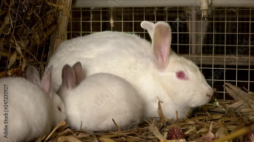 Close up three white rabbits in cage. Big female rabbit and two small rabbits in hutch at farm. Profit in raising rabbits.