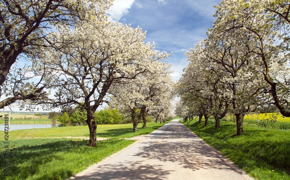 alley of cherry trees white flowering