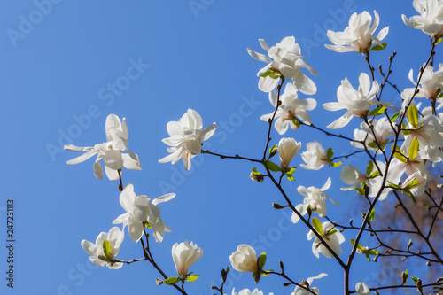 white Magnolia flower on blue sky background