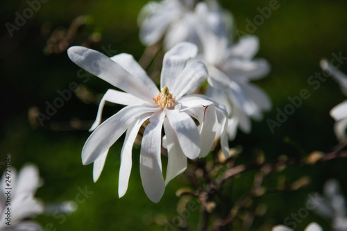 white Magnolia flower in the garden