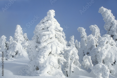 View from the Brocken on forests in winter, snow-covered pines, Harz National Park, Saxony-Anhalt, Germany, Europe