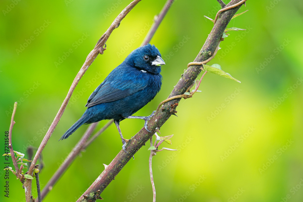 Blue-black Grassquit - Volatinia jacarina  small bird in the tanager family, Thraupidae