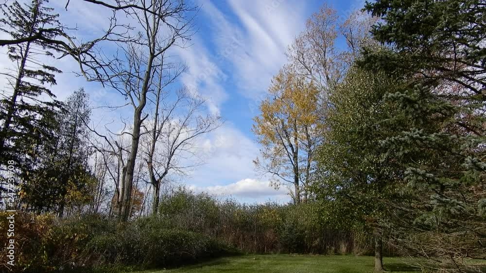 4K Blue Wispy Clouds Drifting In Blue Sky Amonst Trees Forest Leaves Wheat Grass Andregular Grass Lawn 4K Blue Wispy Clouds Drifting In Blue Sky Amonst Trees Forest Leaves Wheat Grass Andregular Grass Lawn