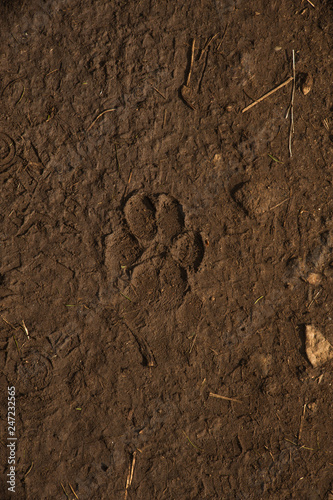 Cougar Footprint