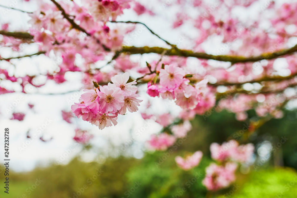 Beautiful cherry blossom sakura Beautiful cherry blossom sakura