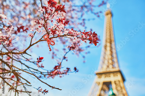 Fototapeta Naklejka Na Ścianę i Meble -  Eiffel Tower with cherry blossom