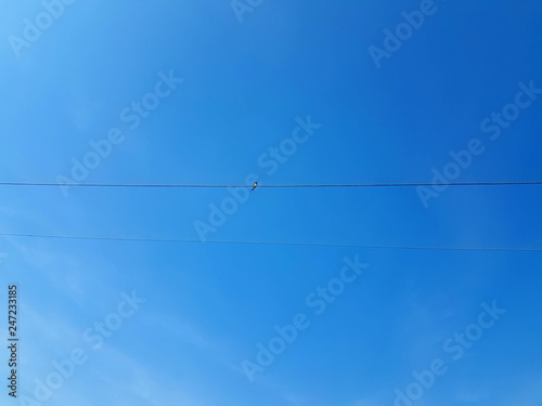 Bird on a wire power cable