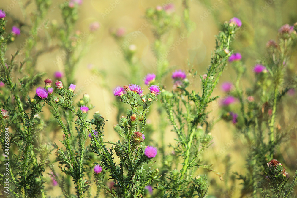 Obraz premium Thistle (Latin Carduus) or Silybum marianum (Latin Sílybum marianum). Herbaceous plant, used in medicine. Symbol of Scotland. The plant is rich in minerals and vitamin K. Close-up, selective focus