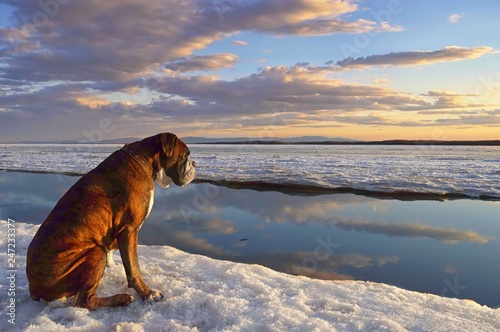 Where are you, my spring? Boxer dog in anticipation of the ice drift. Springtime on the Amur river. Khabarovsk, far East, Russia.