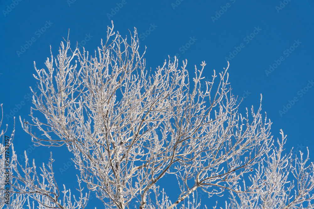 Branch in hoarfrost on a background blue sky