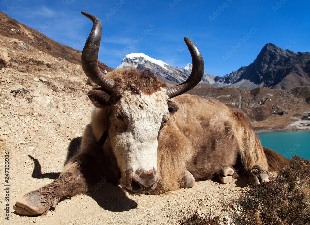 Yak on the way to Everest base camp - Nepal Himalayas Yak on the way to Everest base camp - Nepal Himalayas