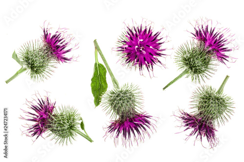 Tablou canvas Burdock flower isolated on white background