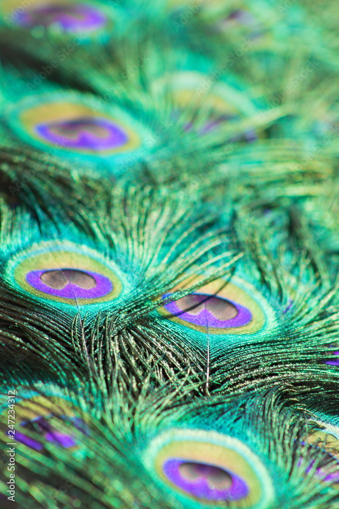 Fototapeta premium Close up background image of beautiful peacock feathers, portrait.
