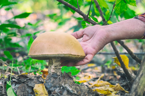 Mushroom boletus in the forest in the old foliage. Hand man takes mushroom. Selective focus