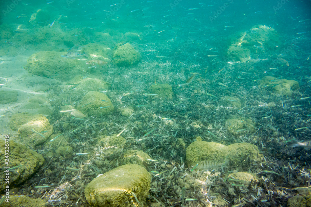 Fototapeta premium Underwater texture and fauna in Ionian sea, Zakynthos, Greece