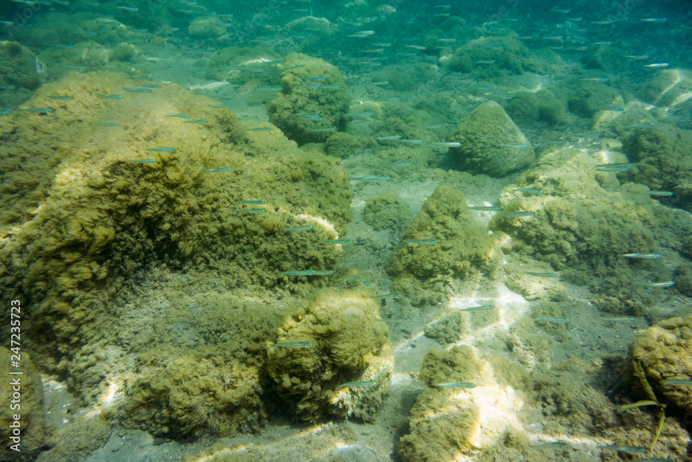 Fototapeta premium Underwater texture and fauna in Ionian sea, Zakynthos, Greece