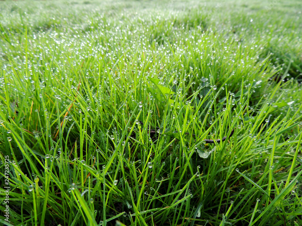 Dew on grass, lawn Dew on grass, lawn