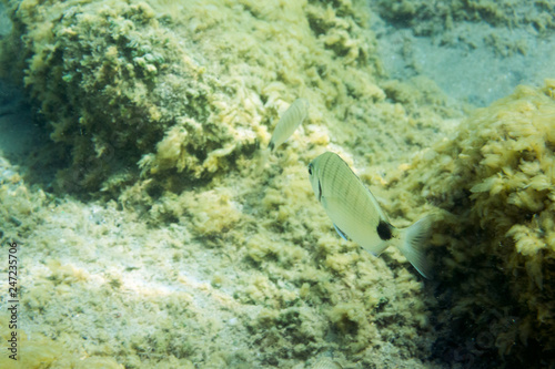 Underwater texture and fauna in Ionian sea  Zakynthos  Greece