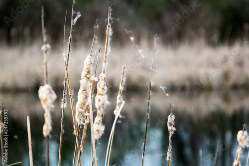 Landscape with waterline  reeds birds and vegetation