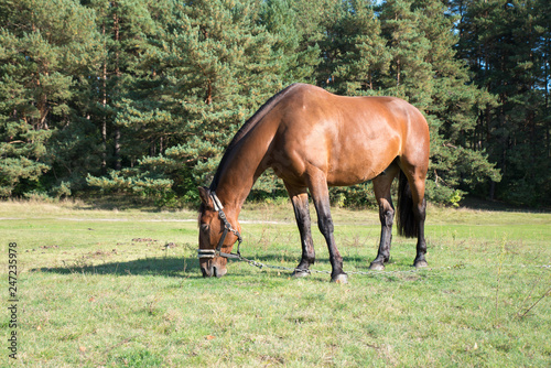 Brown horse grazing in the field. A beautiful redish brown horse feeds in the sunny day.