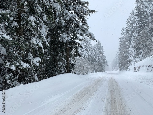 strada innevata che attraversa una pineta photo