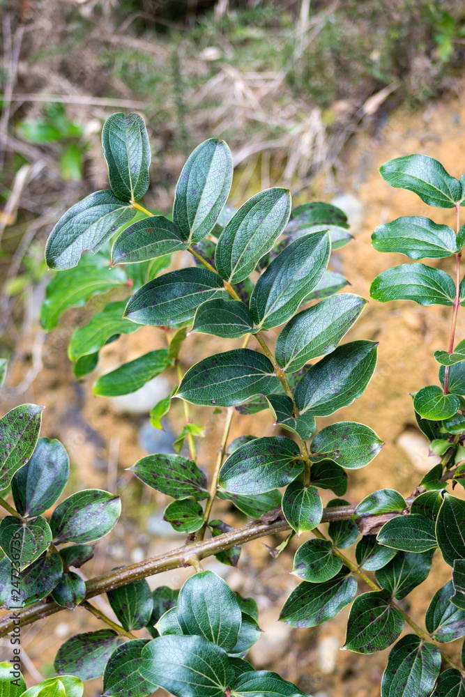 Fototapeta premium Tutu. Coriaria arborea is a highly poisonous and common native shrub of New Zealand.