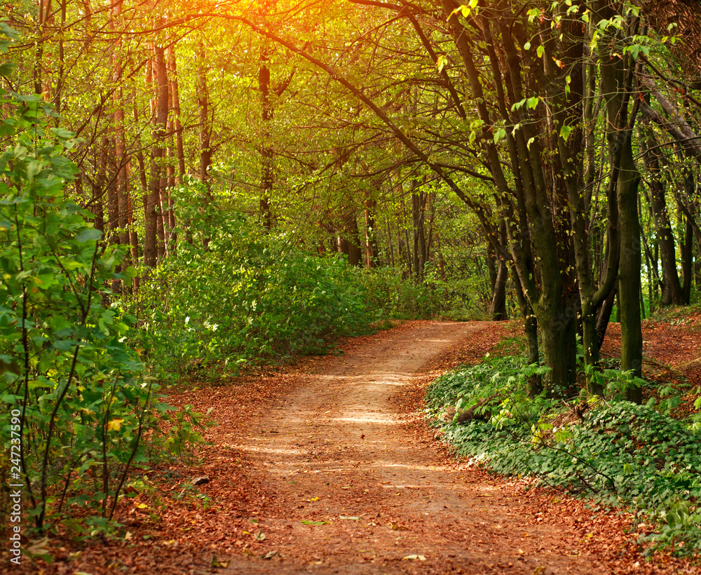 Fototapeta premium Colorful trail path in green deciduous forest in sunlight at sunset, woods landscape