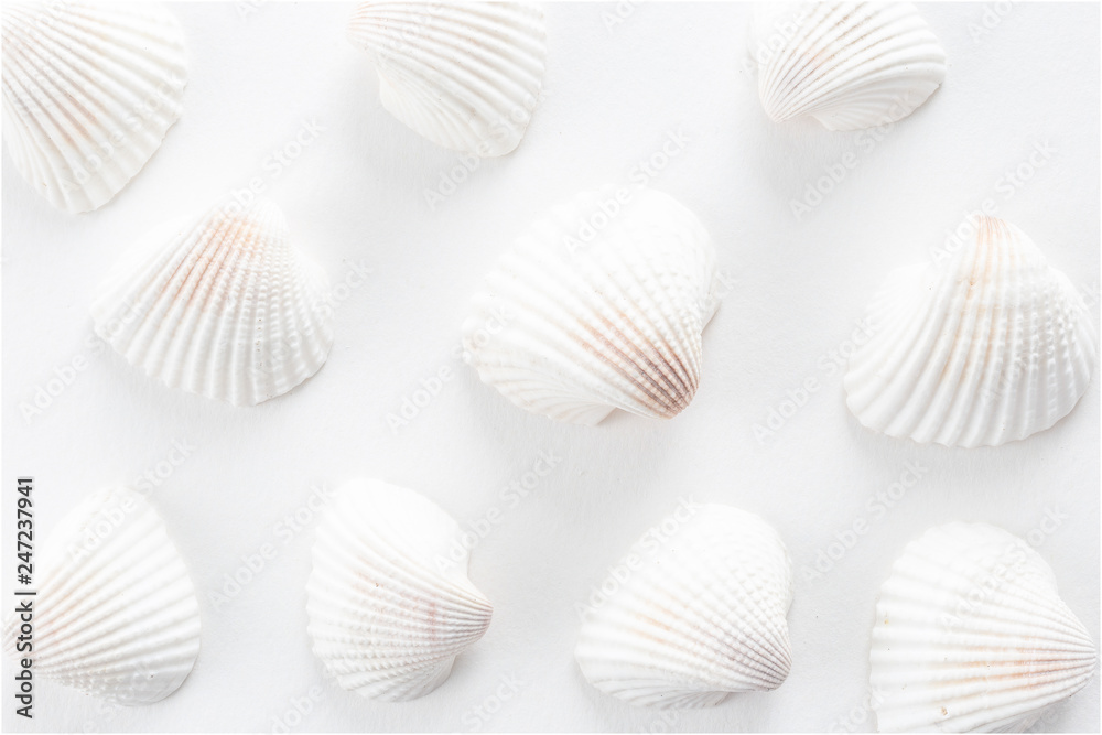 Sea Shells background Sea Shells background