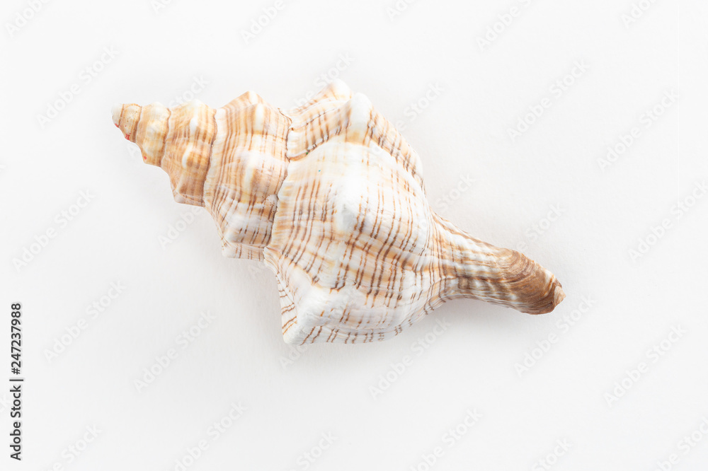 dSea shells on a white background