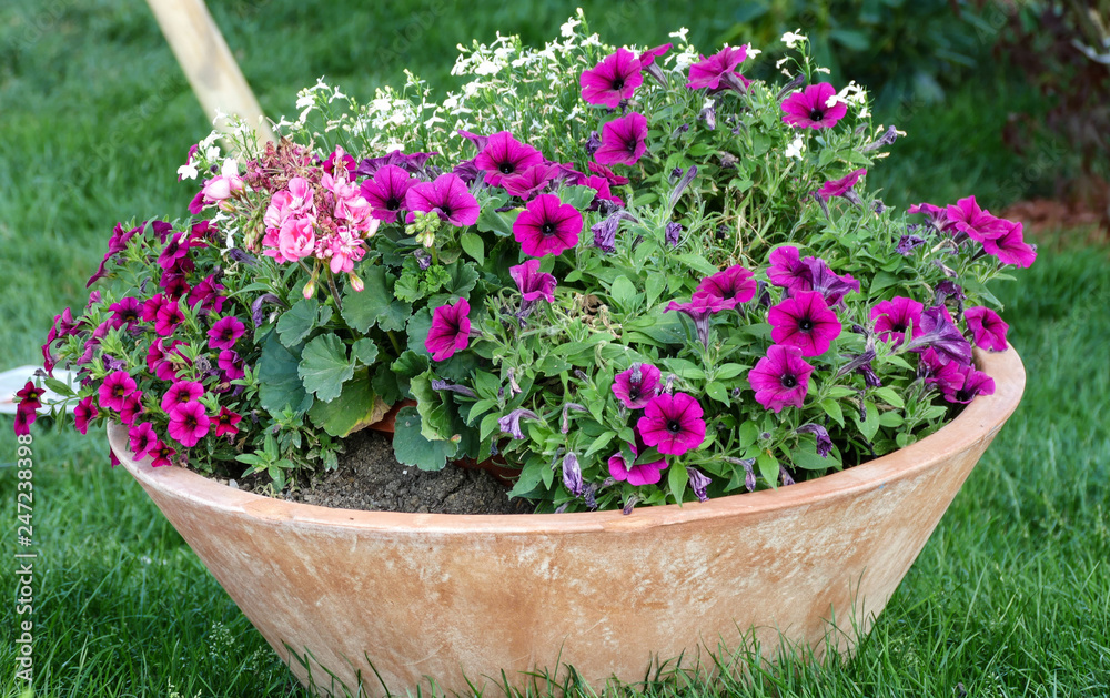 Beautiful spring colorful pink flowers in decorative pot