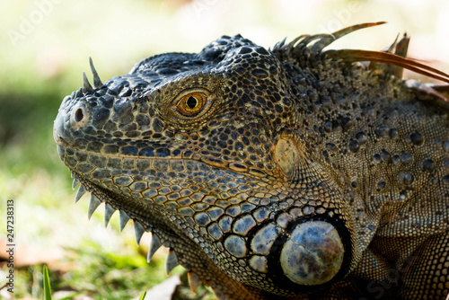 iguana