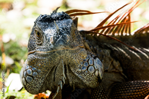 portrait of a iguana