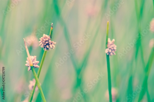 Ficinia nodosa, the knotted club-rush or knobby club-rush, is a rhizomatous perennial in the family Cyperaceae photo