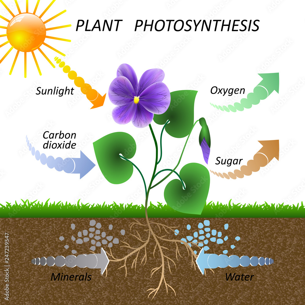 Vector diagram of plant photosynthesis, science education botany poster, illustration for