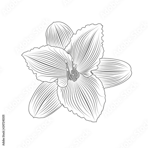 Fototapeta Naklejka Na Ścianę i Meble -  Abstract floral background. Vector flower lily. 