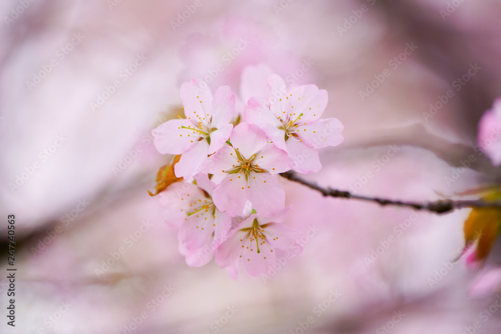 桜