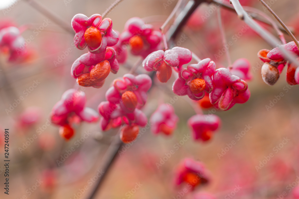 Deciduous shrub, pink flowers with orange seeds of euonymus europaeus or spindle. Celastraceae Deciduous shrub, pink flowers with orange seeds of euonymus europaeus or spindle. Celastraceae