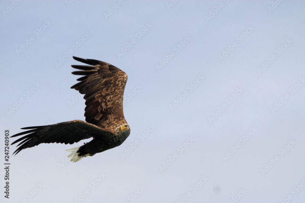 Obraz premium Sea eagle swerving right