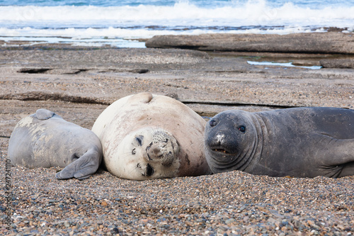 Elephant seals on beach close up, Patagonia, Argentina