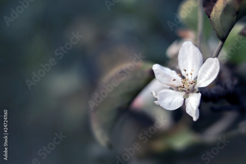 Apple flower photo