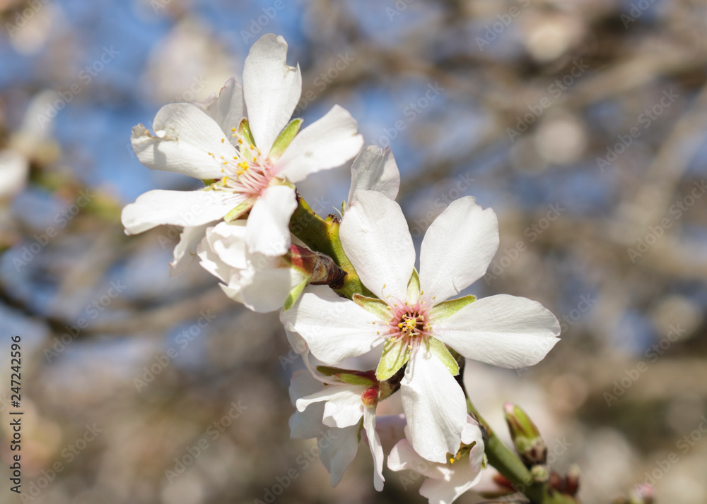 Perfect bloom Perfect bloom