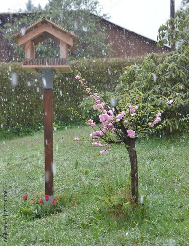 Mandelbäumchen blüht rosa im Garten bei Schneefall vor Vogelhaus photo