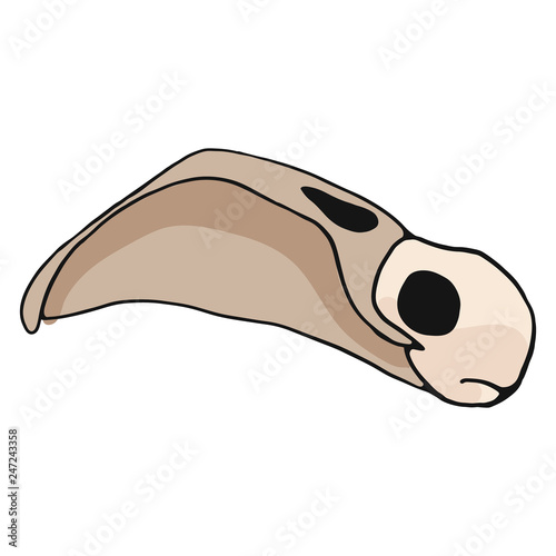 Flamingo skull cartoon vector illustration motif set. Hand drawn isolated bird bone elements clipart for nature blog, natural history bone skeleton graphic, anatomy education web buttons.