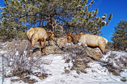 Rocky Mountain Elk