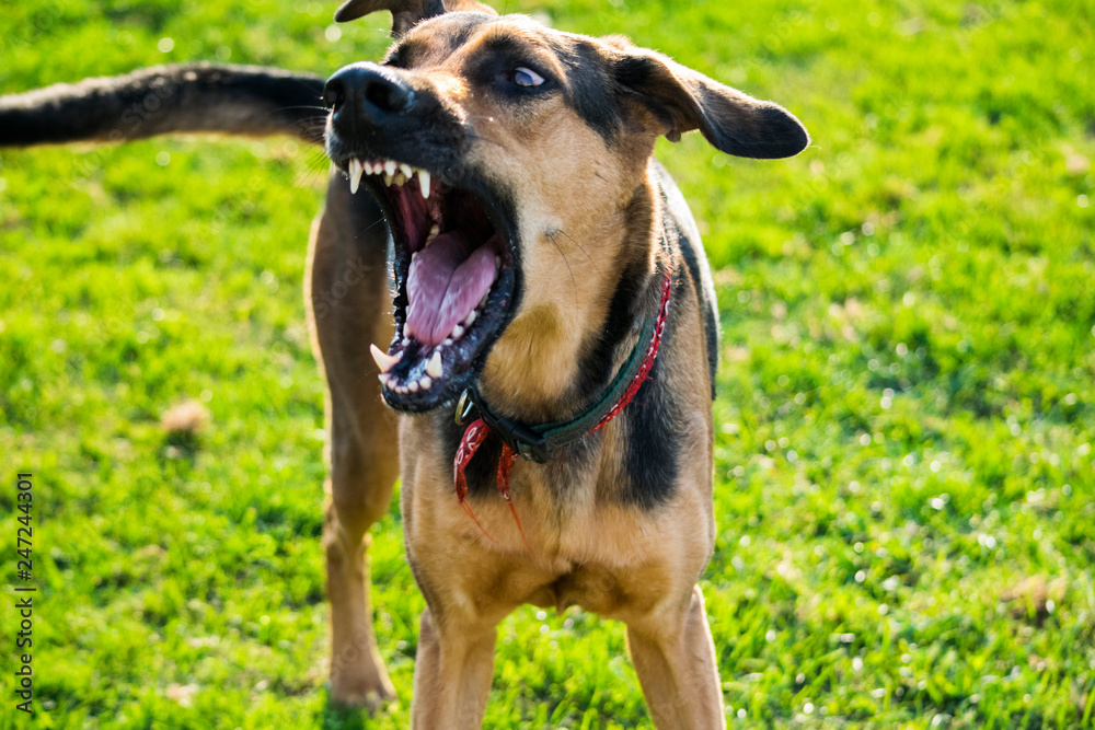Chien berger allemand menaçant avec les dents Chien berger allemand menaçant avec les dents