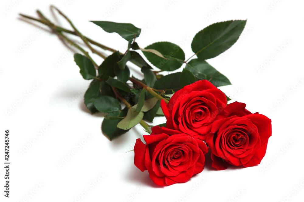 Fototapeta premium Rote Rosen