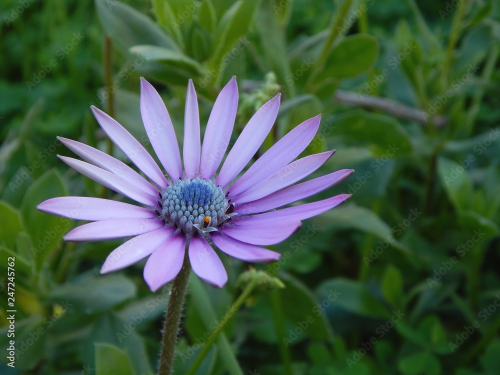 Fototapeta premium Flower light blue Daisy 