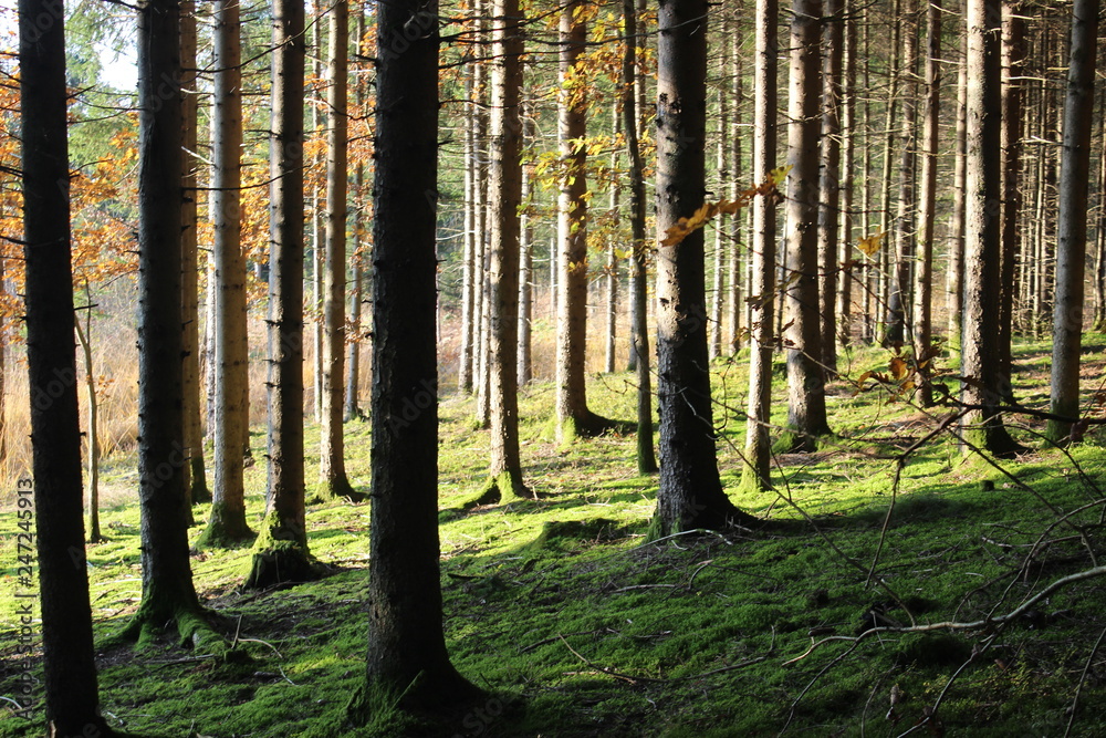 Forest Forest