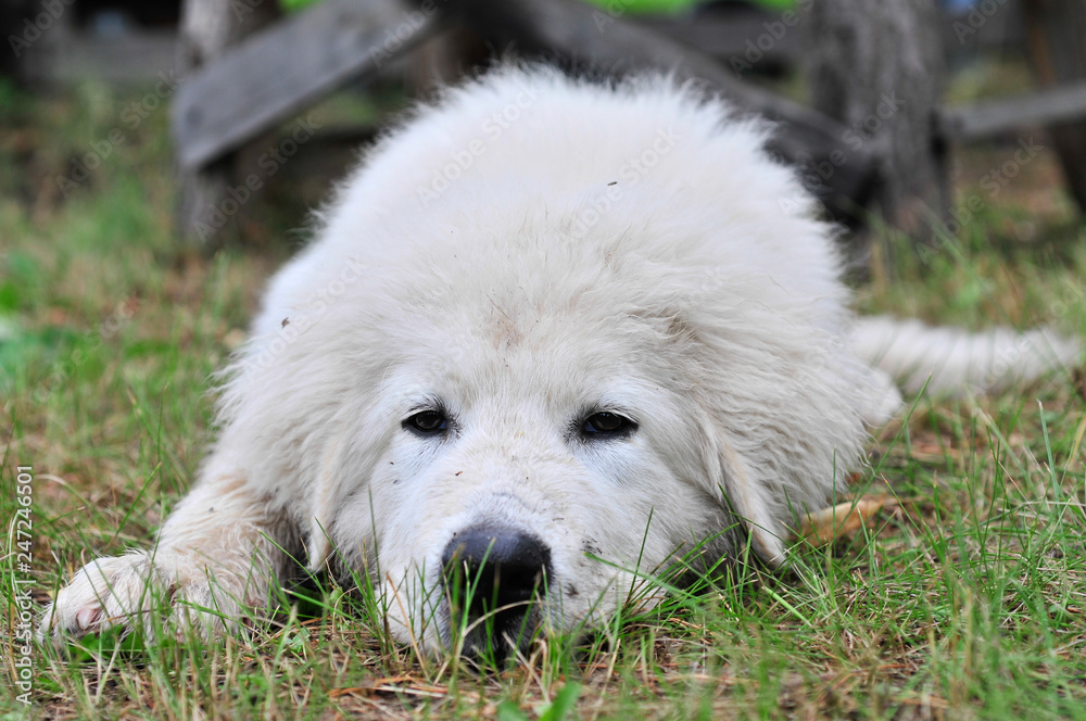 Puppy of a white color of the Maremmano-Abruzzky sheep-dog Puppy of a white color of the Maremmano-Abruzzky sheep-dog